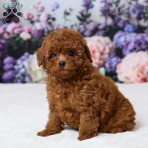 Zoey, Miniature Poodle Puppy
